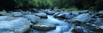 Stream in a very green, sunny forest. The perfect spot for a day out in nature and to have some meditation, or mindfulness in business.
